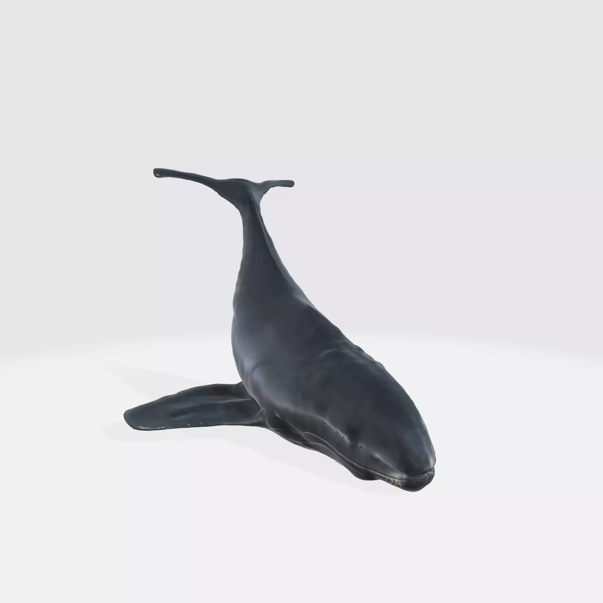 A whale figurine 3D model_0