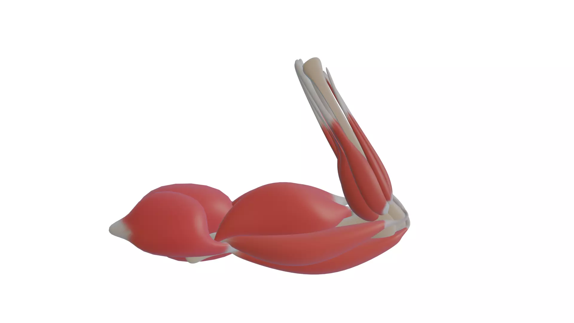 hand muscle Free 3D model