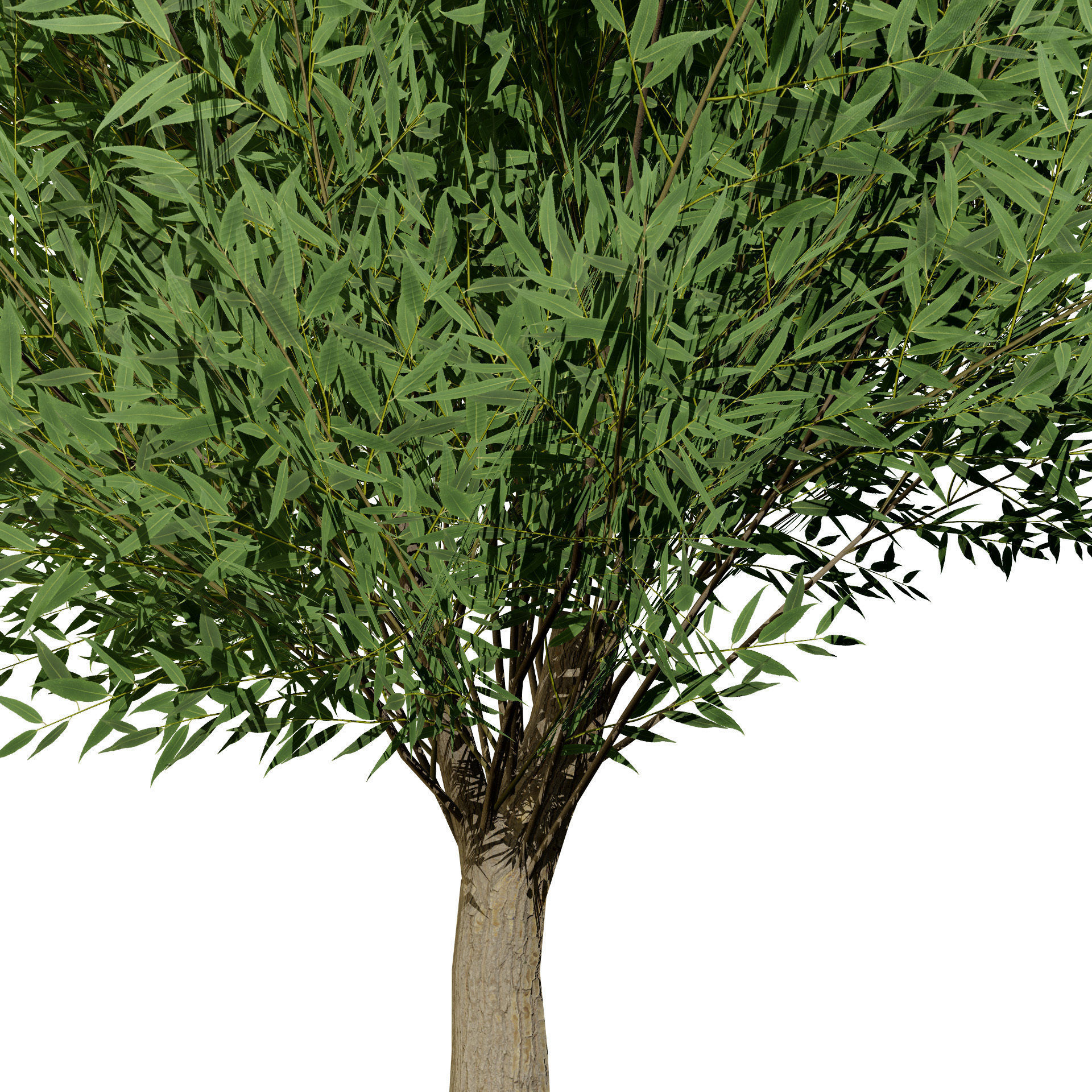 Low Poly Salix Alba Trees Low-poly 3D model_7