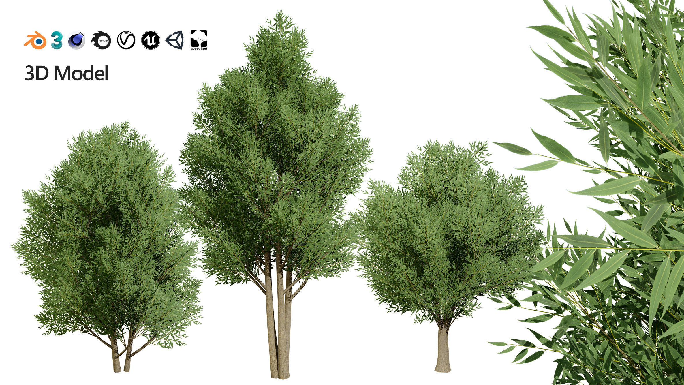 Low Poly Salix Alba Trees Low-poly 3D model_2