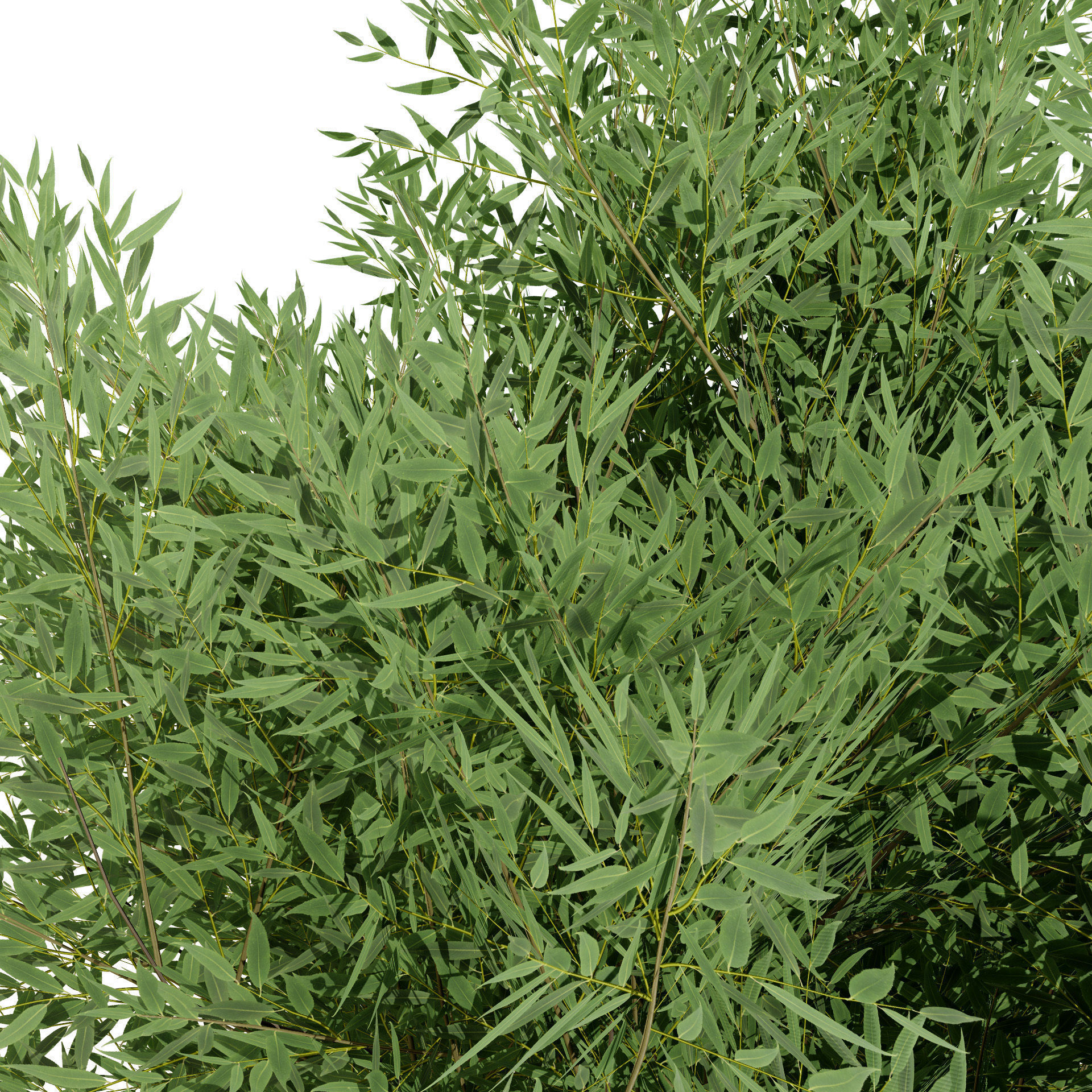 Low Poly Salix Alba Trees Low-poly 3D model_6