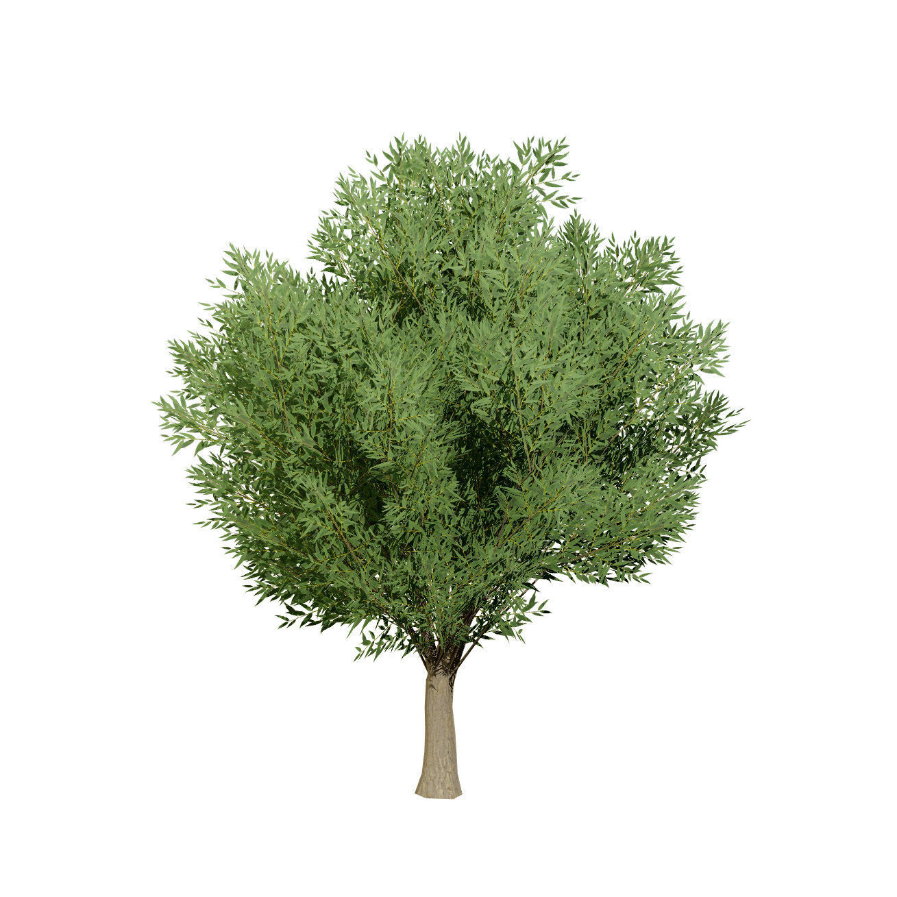 Low Poly Salix Alba Trees Low-poly 3D model_8
