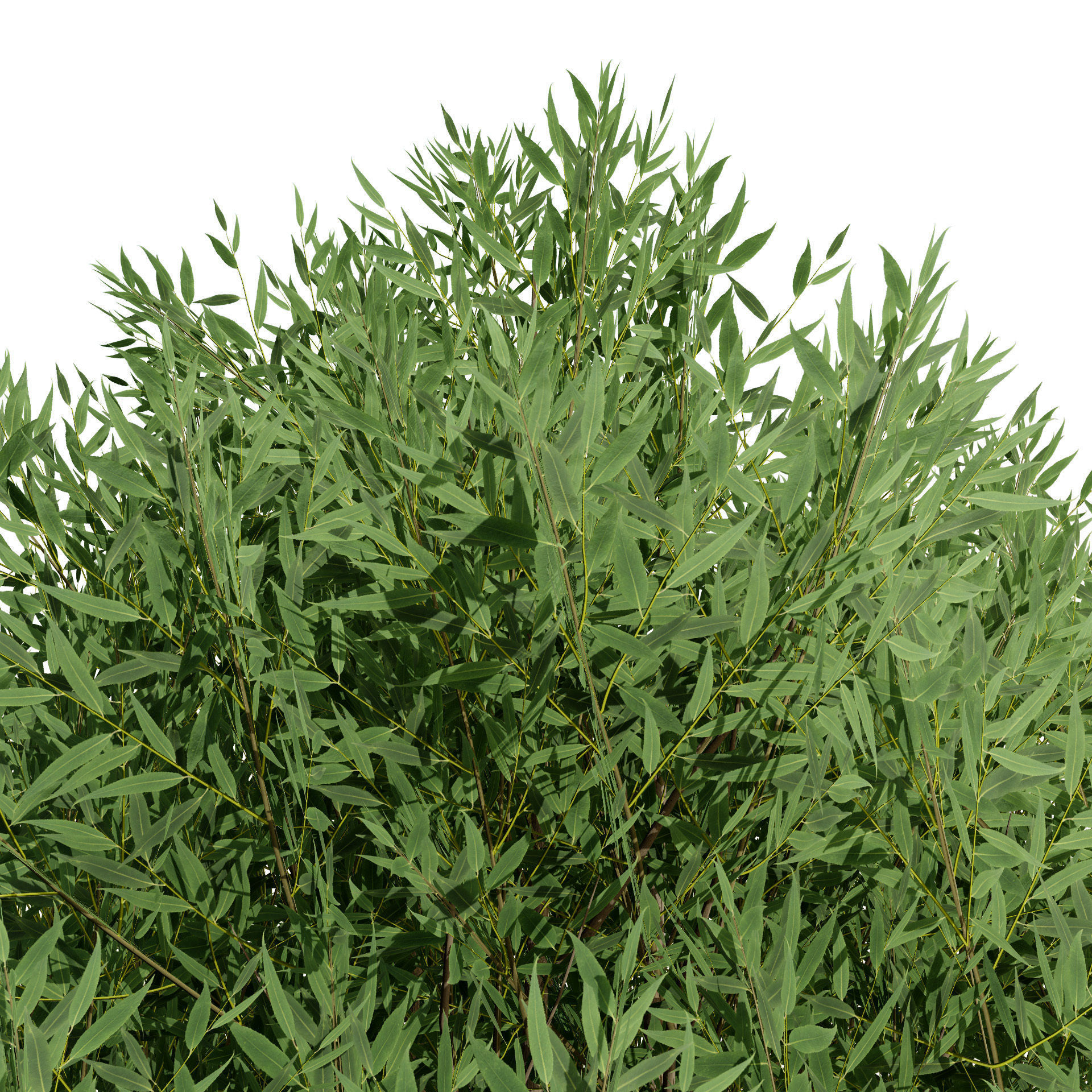 Low Poly Salix Alba Trees Low-poly 3D model_9