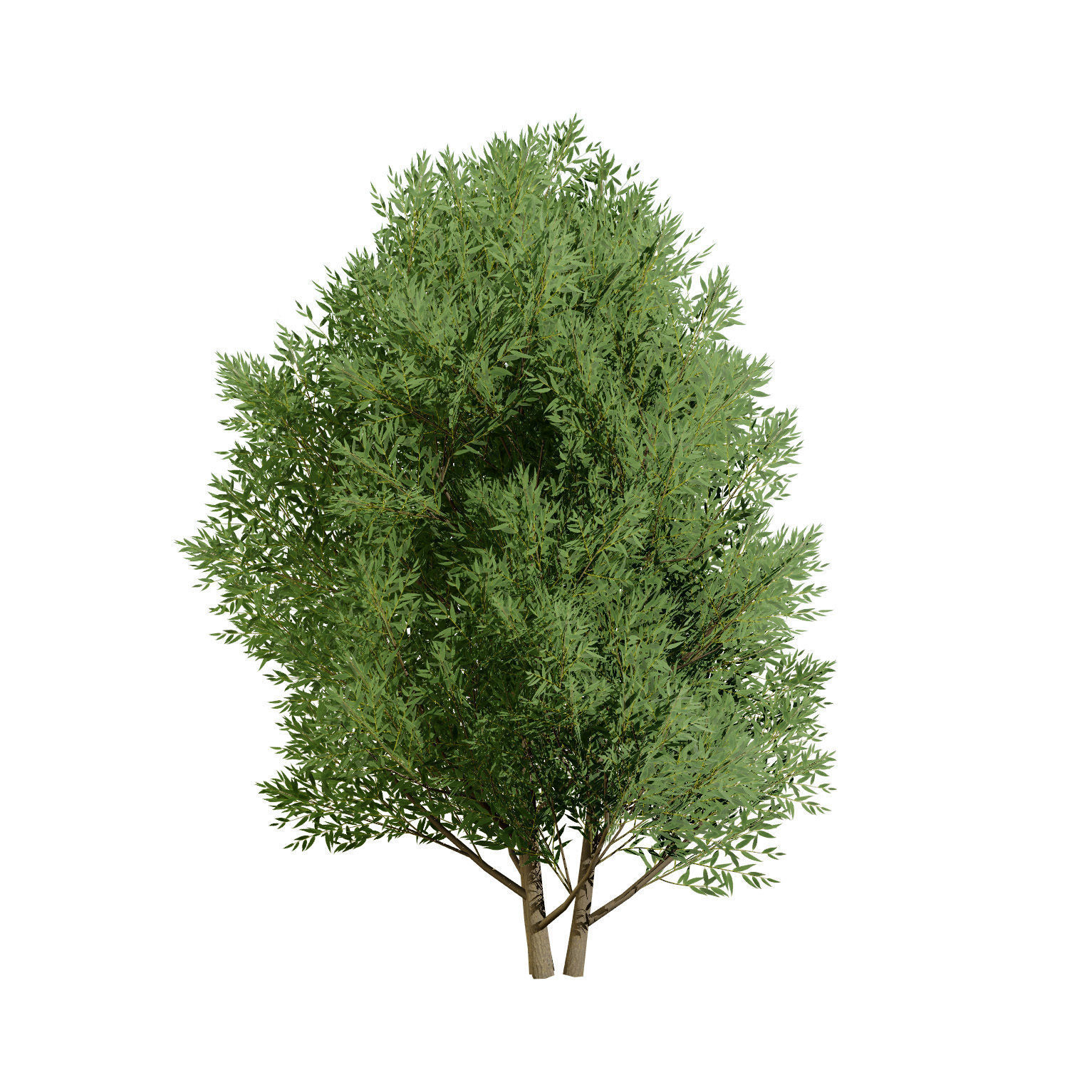 Low Poly Salix Alba Trees Low-poly 3D model_10