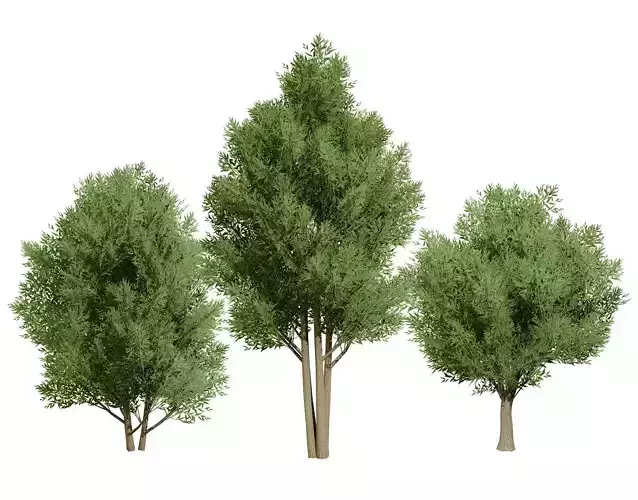 Low Poly Salix Alba Trees Low-poly 3D model