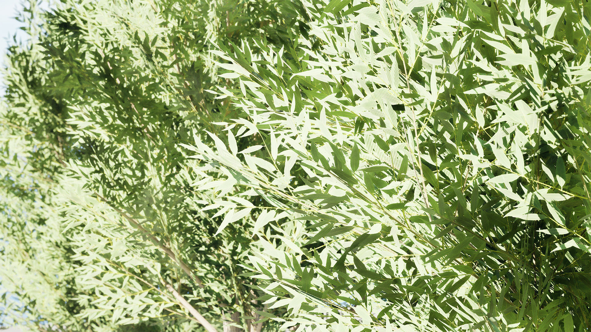 Low Poly Salix Alba Trees Low-poly 3D model_4