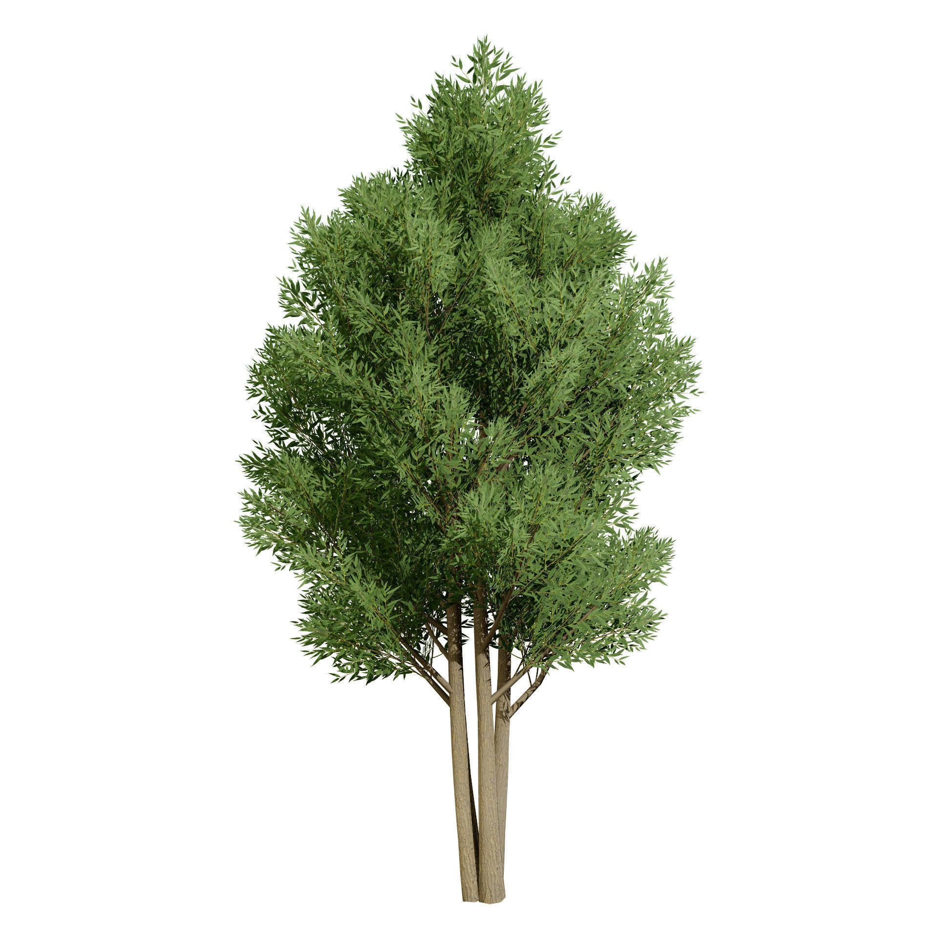 Low Poly Salix Alba Trees Low-poly 3D model_11