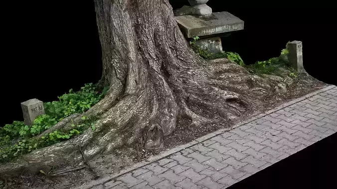 tree roots sidewalk graveyard photogrammetry 