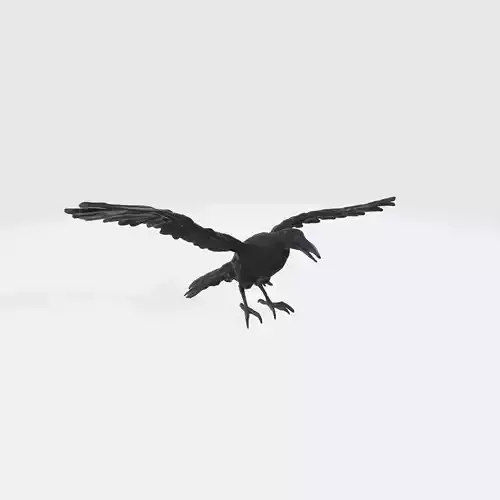 A black raven in flight