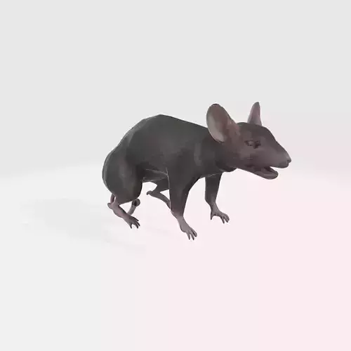 A small black mouse standing