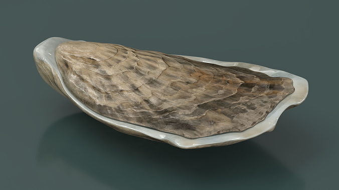 Closed Oyster 3D model 3