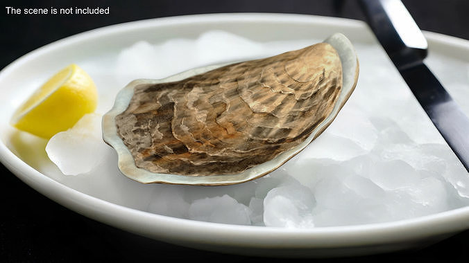 Closed Oyster 3D model 2