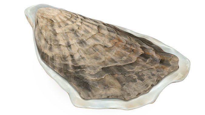 Closed Oyster 3D model 5
