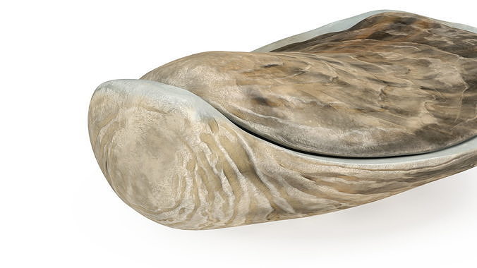 Closed Oyster 3D model 7