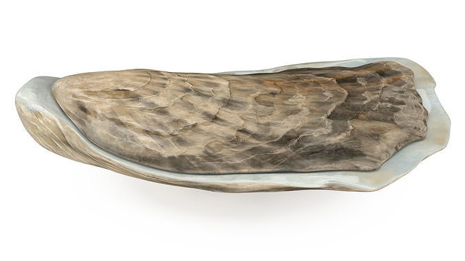 Closed Oyster 3D model 6