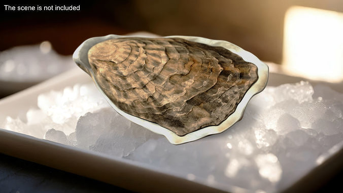 Closed Oyster 3D model