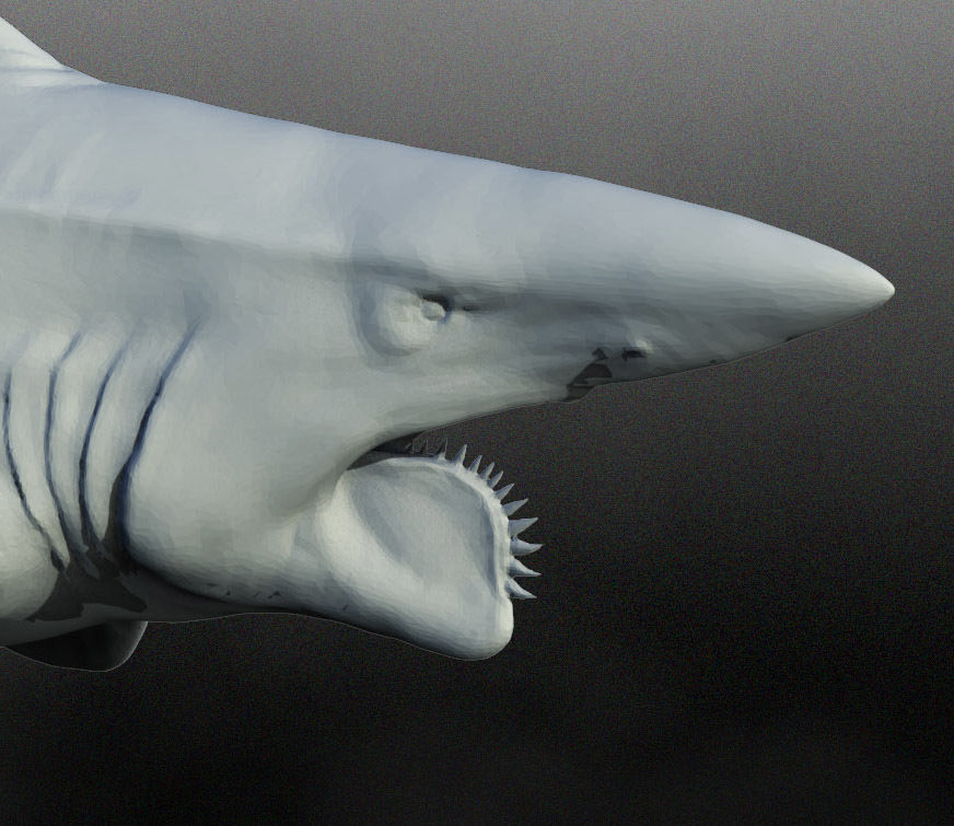 Helicoprion 3D print model_3