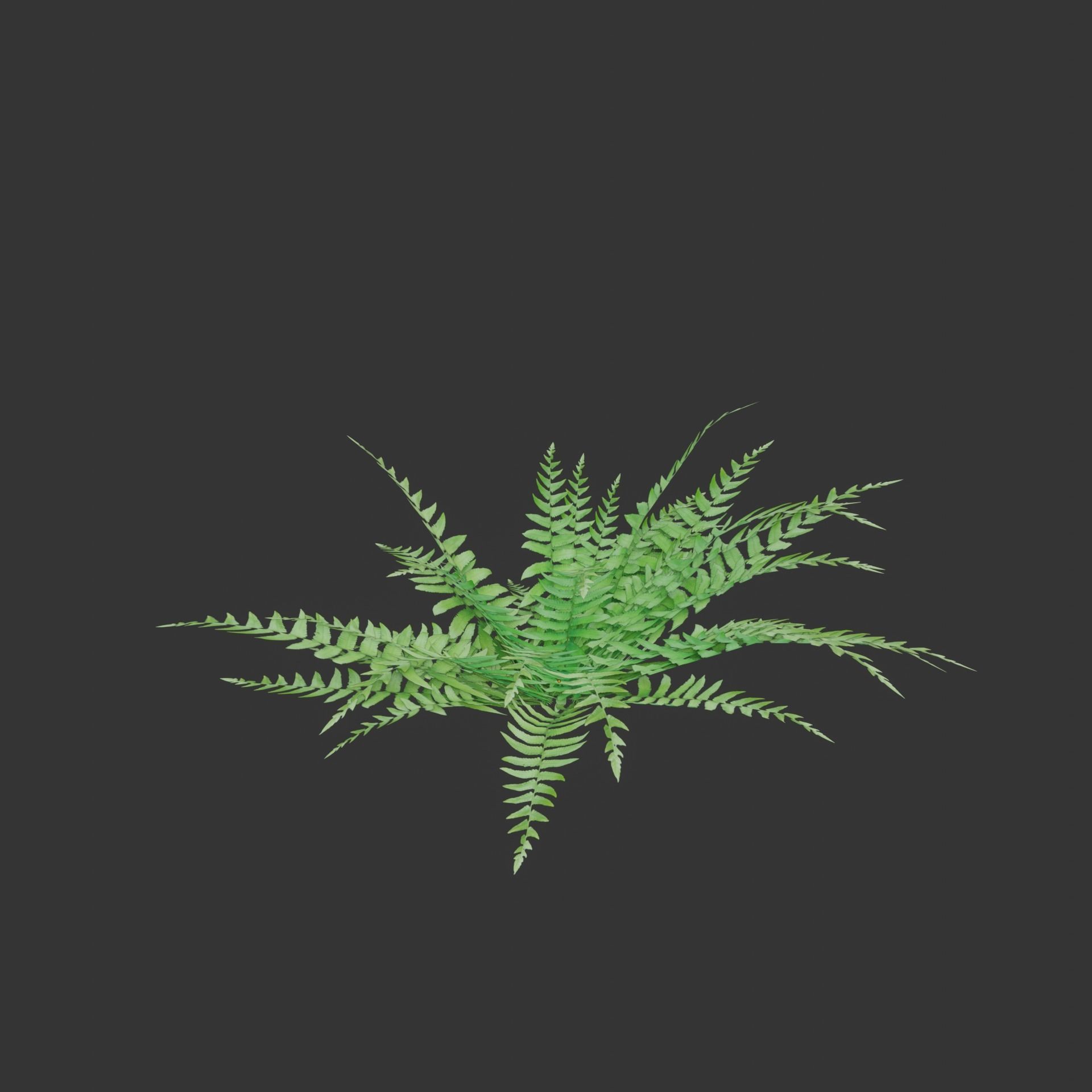 Oil Palm  Forest Tropical plant Low-poly 3D model_16