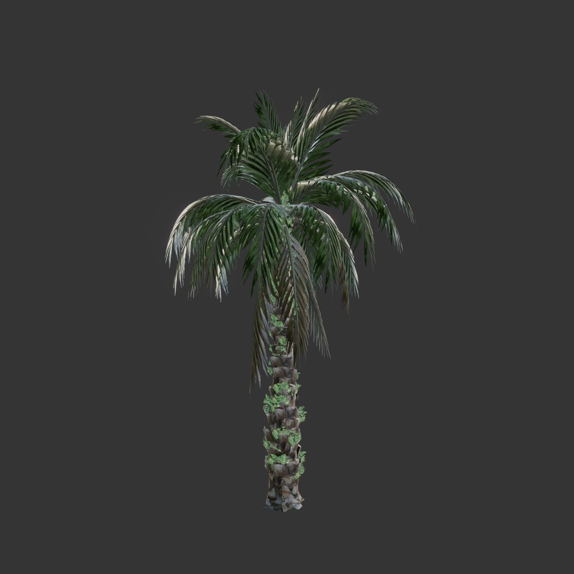 Oil Palm  Forest Tropical plant Low-poly 3D model_11