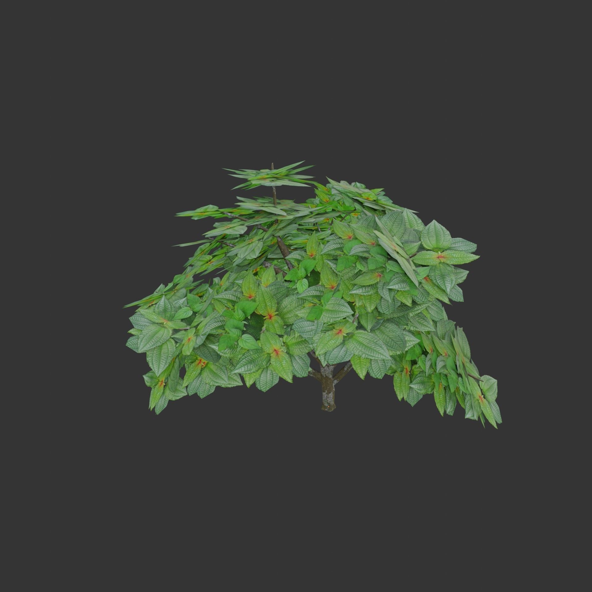 Oil Palm  Forest Tropical plant Low-poly 3D model_19