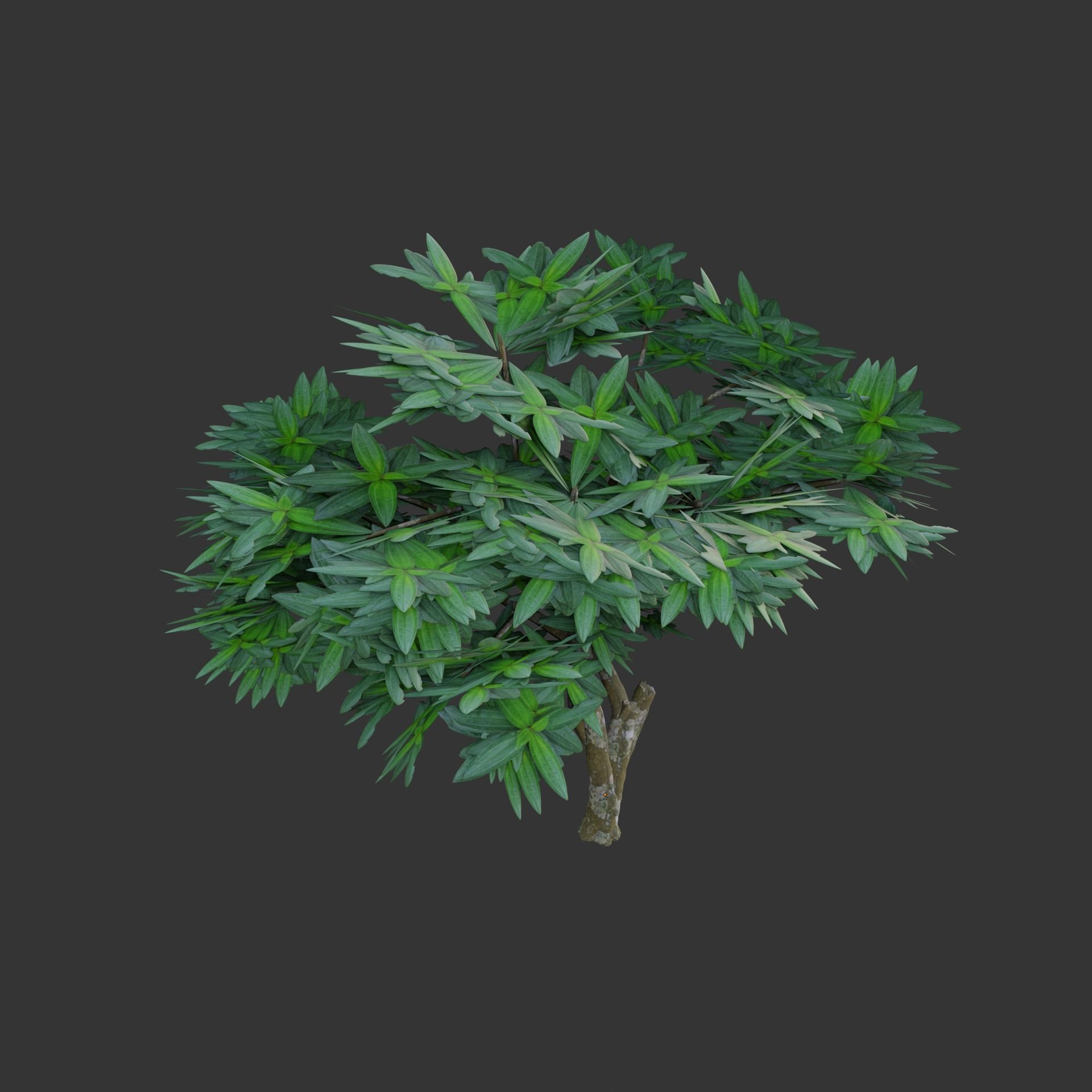 Oil Palm  Forest Tropical plant Low-poly 3D model_21