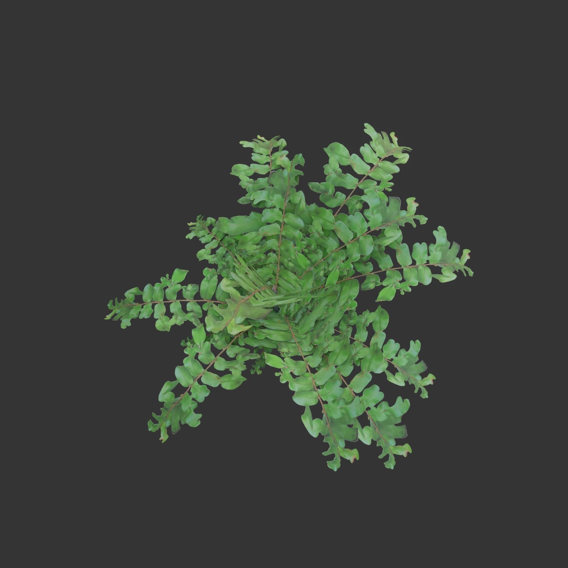 Oil Palm  Forest Tropical plant Low-poly 3D model_17