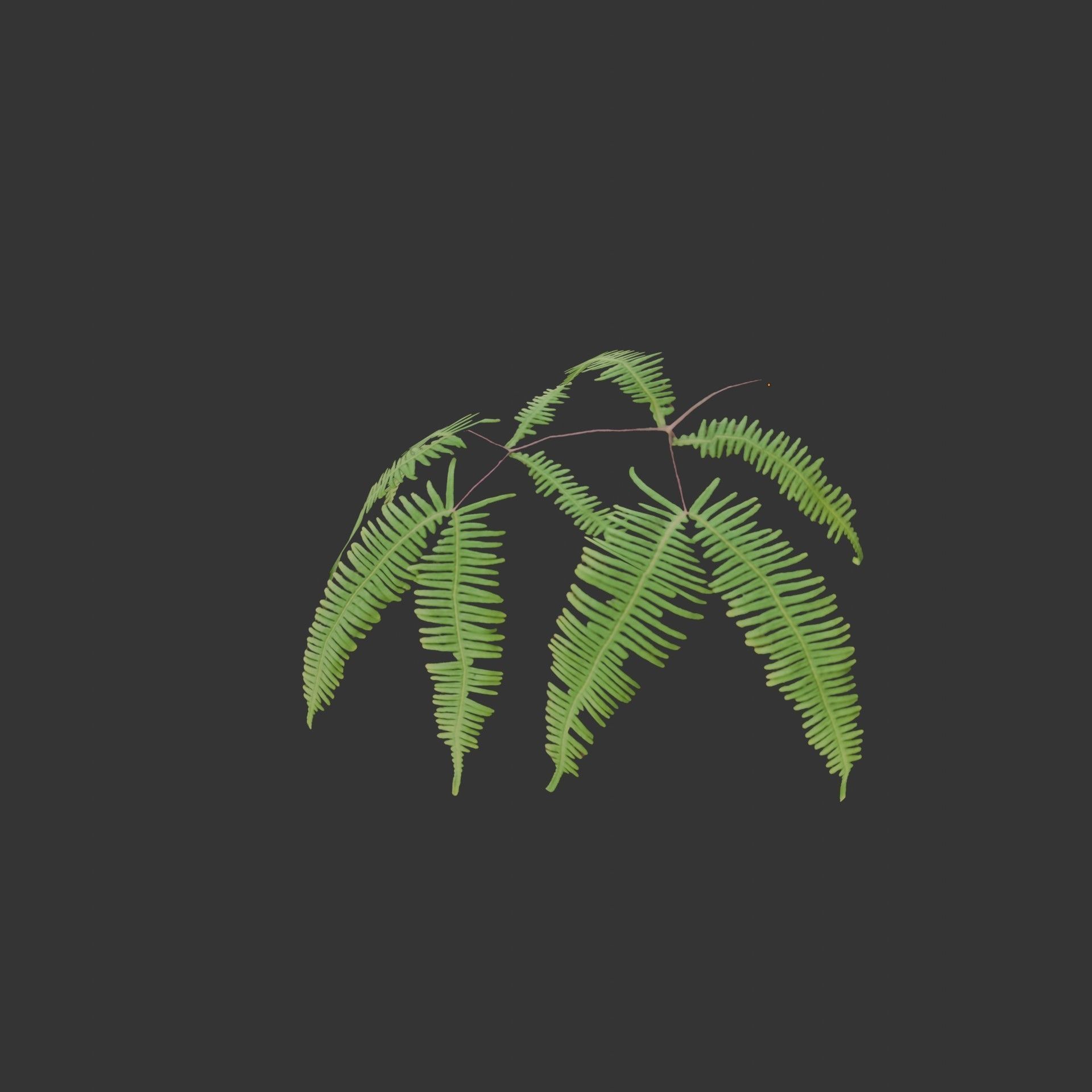 Oil Palm  Forest Tropical plant Low-poly 3D model_18