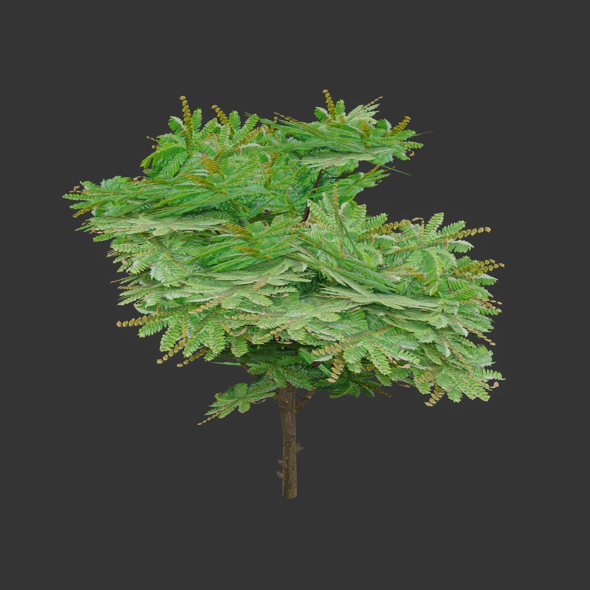 Oil Palm  Forest Tropical plant Low-poly 3D model_22