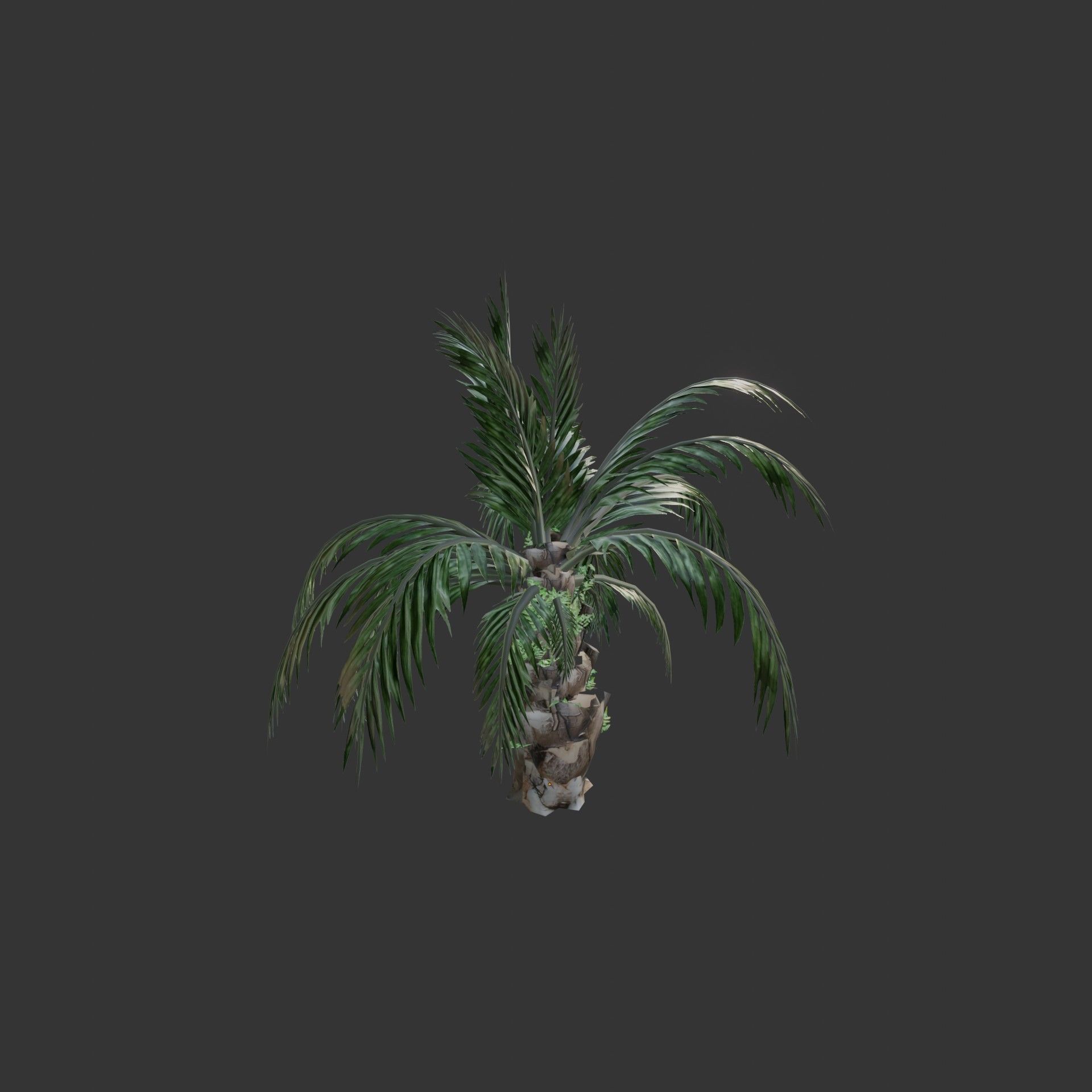 Oil Palm  Forest Tropical plant Low-poly 3D model_13
