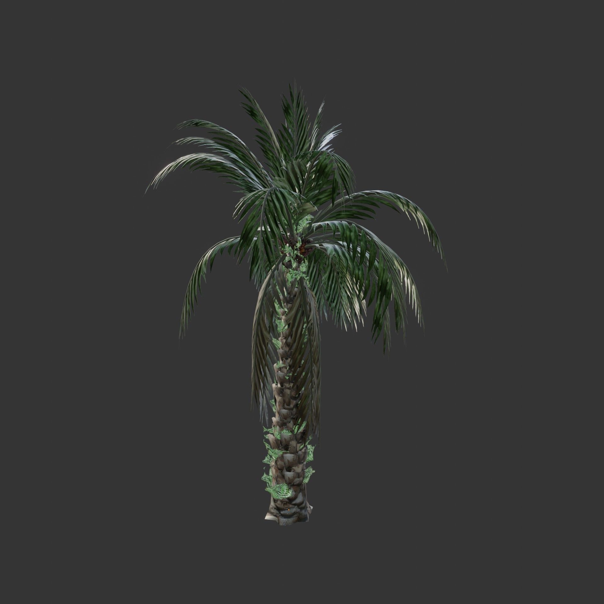 Oil Palm  Forest Tropical plant Low-poly 3D model_10