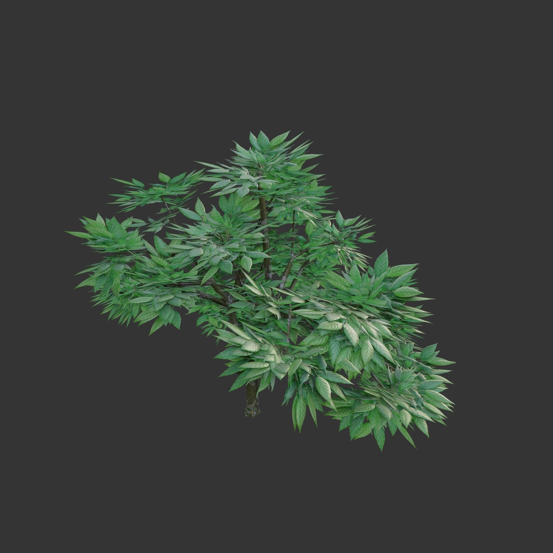 Oil Palm  Forest Tropical plant Low-poly 3D model_20