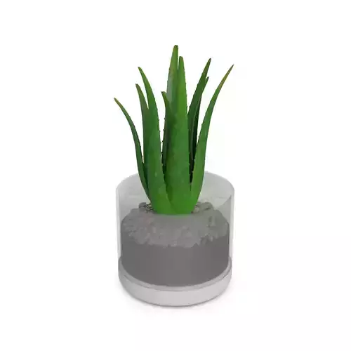Home plants Aloe Vera Plant