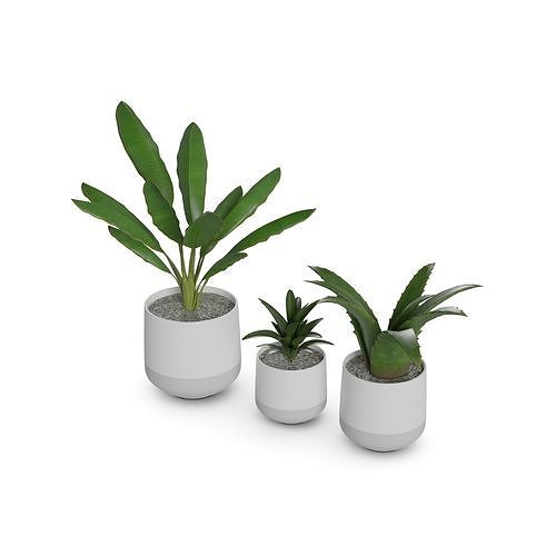Home decorations Artificial plants 3D model