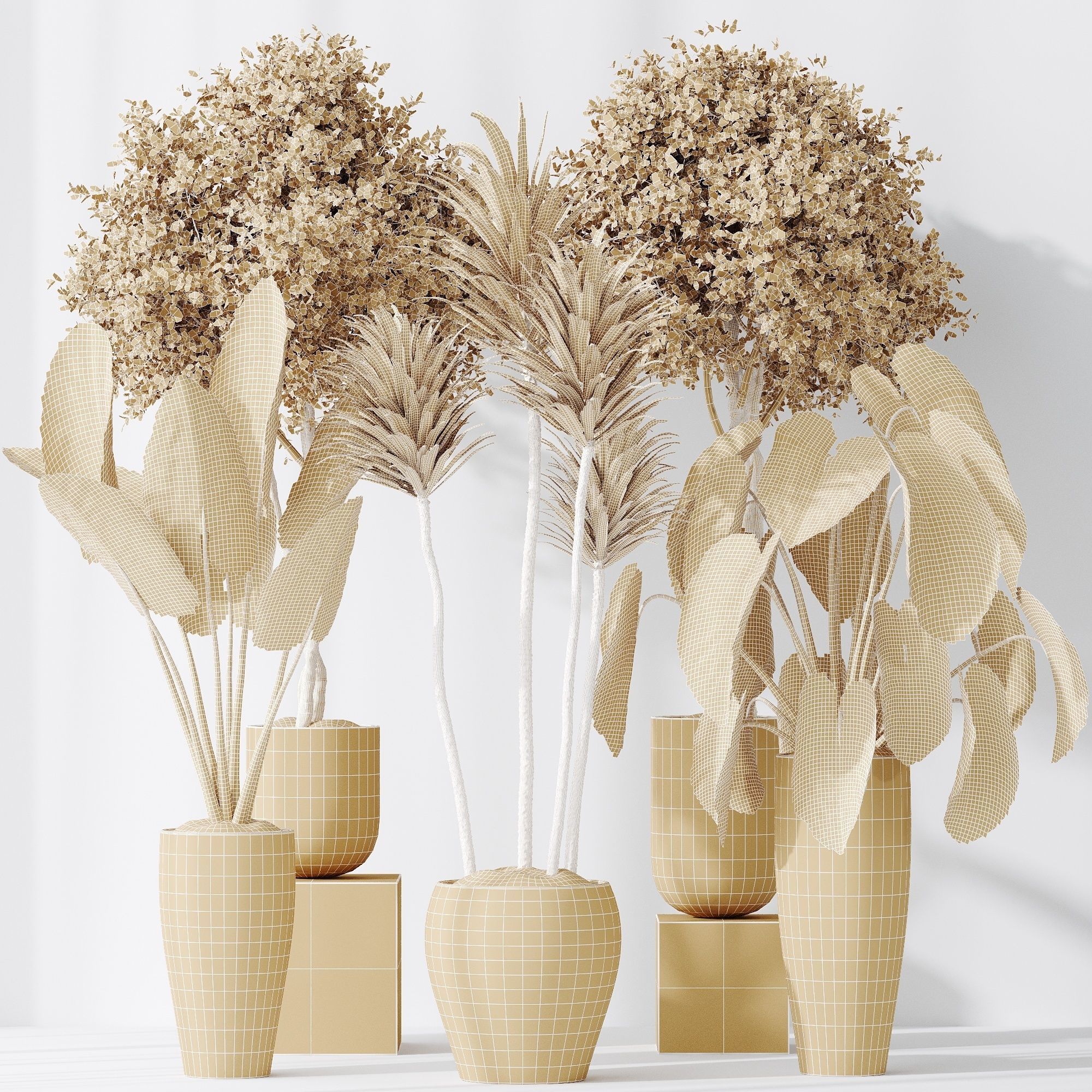 Indoor plants set 120 Cunjevoi Alocasia Jardin Brisbanensis 3D model_5