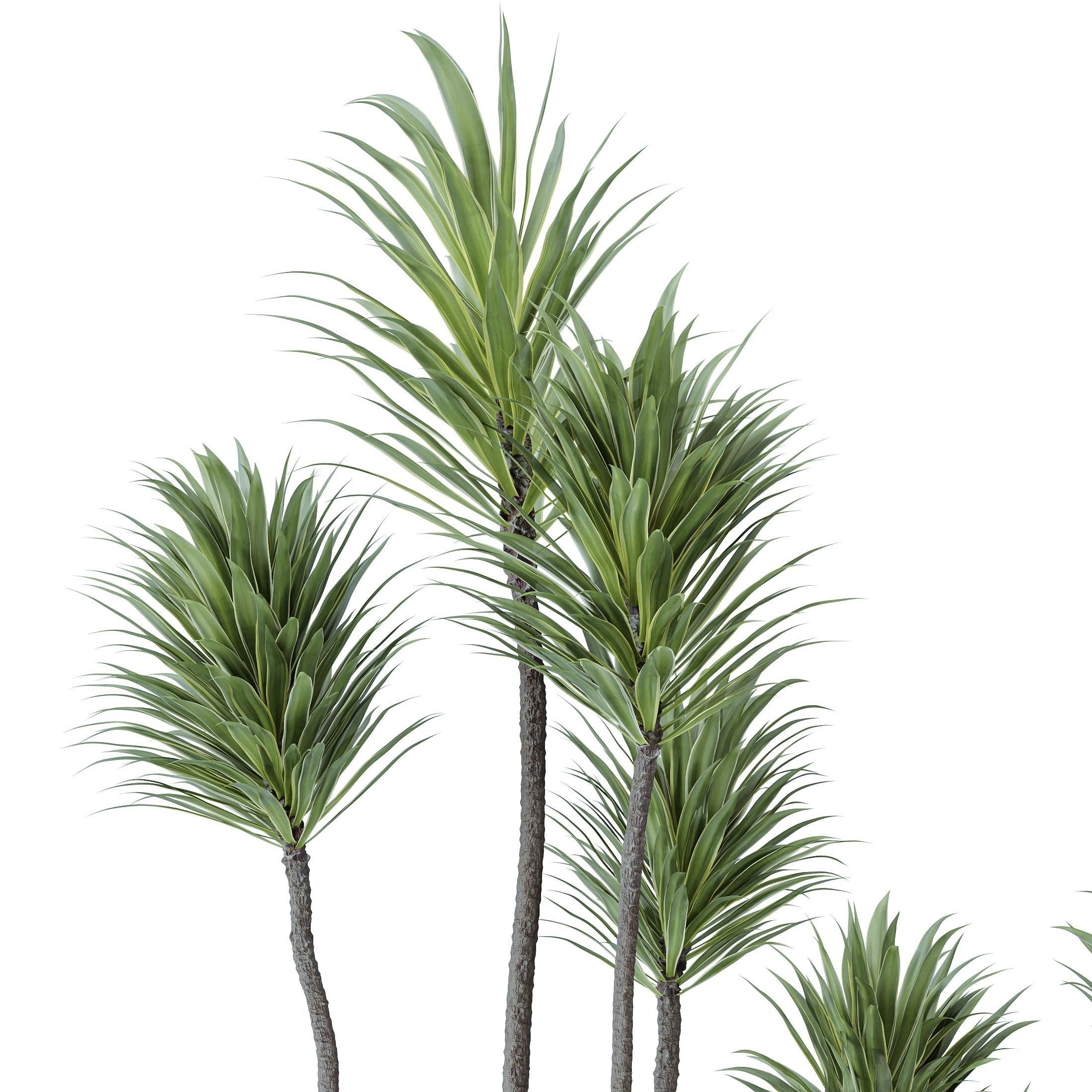 Indoor plants set 120 Cunjevoi Alocasia Jardin Brisbanensis 3D model_3