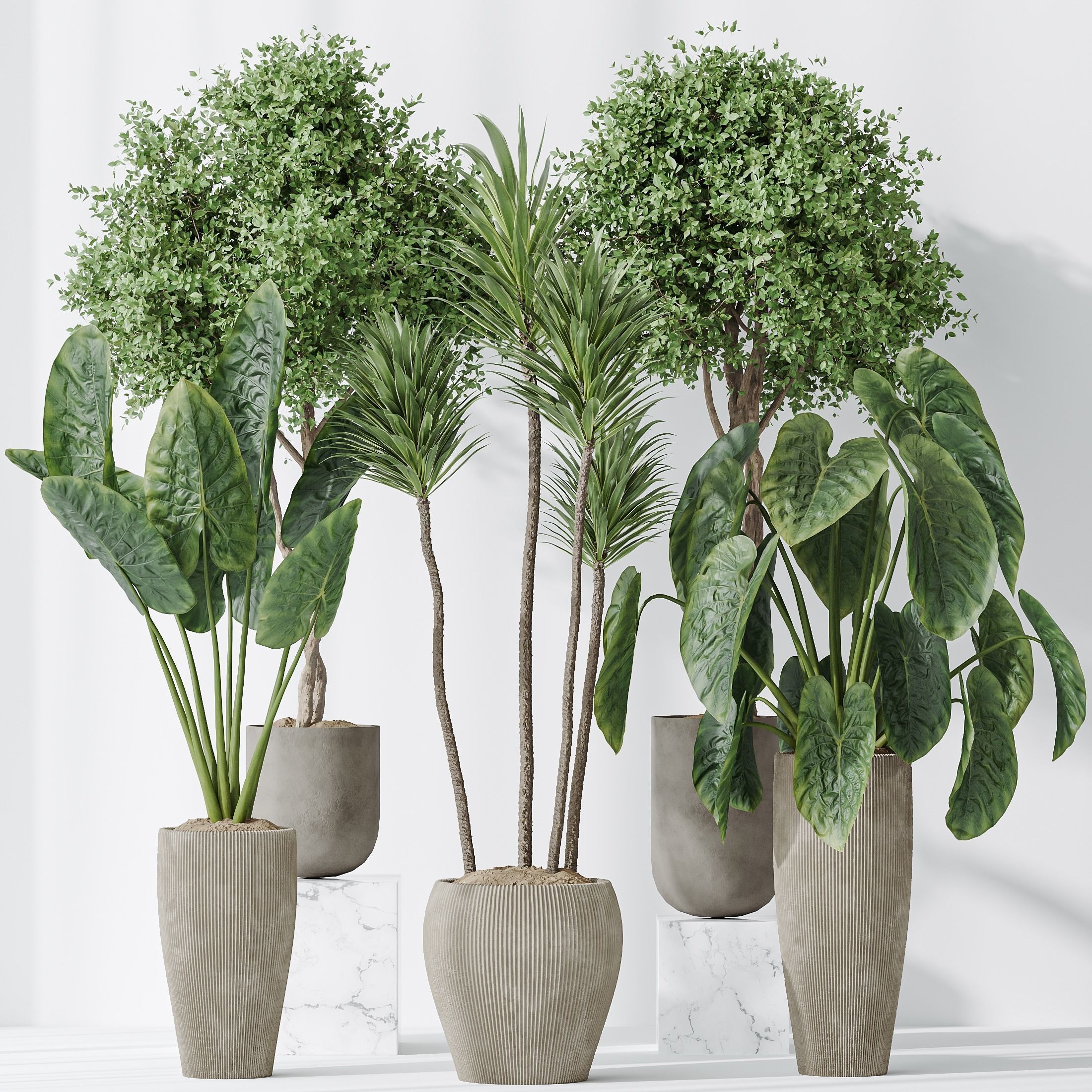 Indoor plants set 120 Cunjevoi Alocasia Jardin Brisbanensis 3D model_6