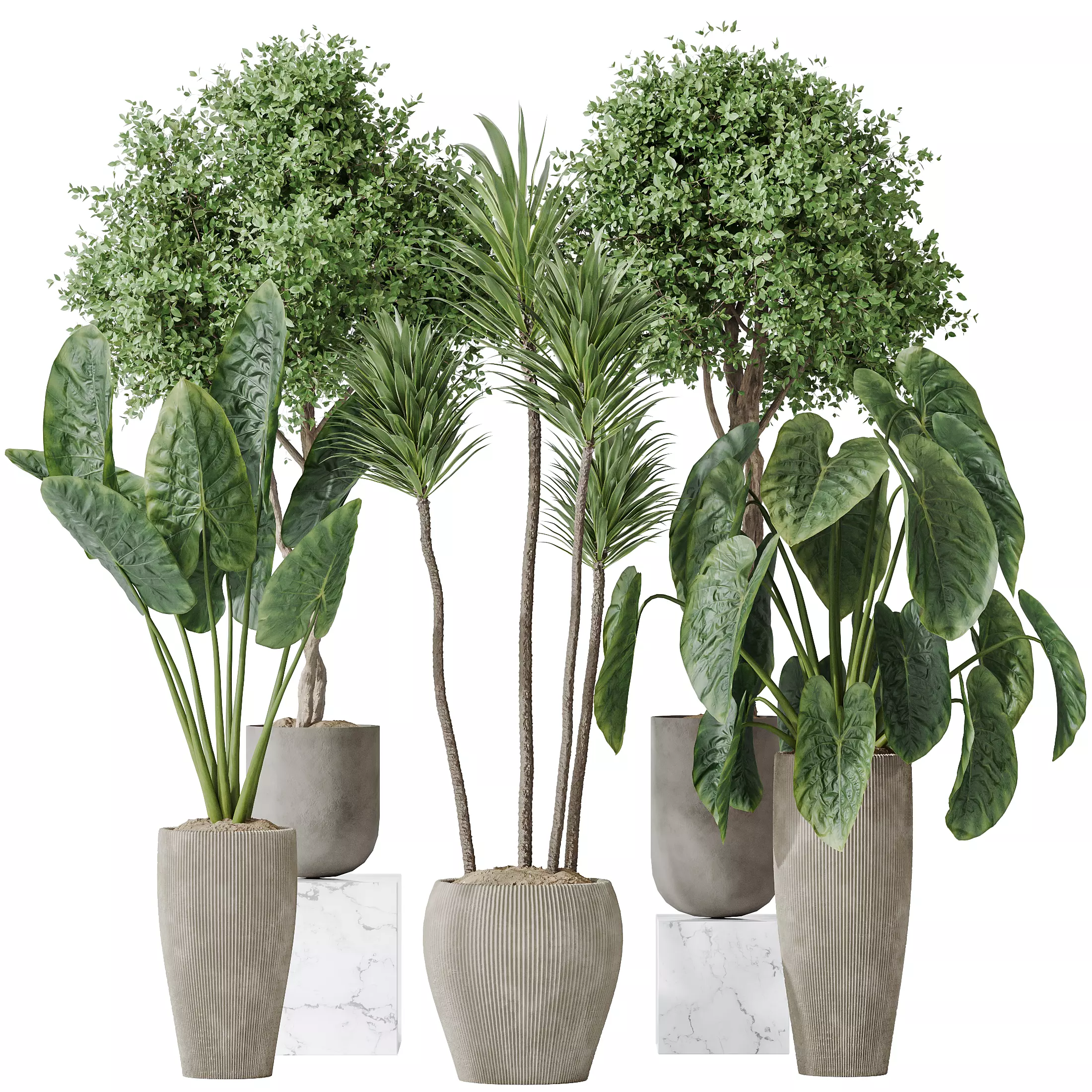 Indoor plants set 120 Cunjevoi Alocasia Jardin Brisbanensis 3D model_0