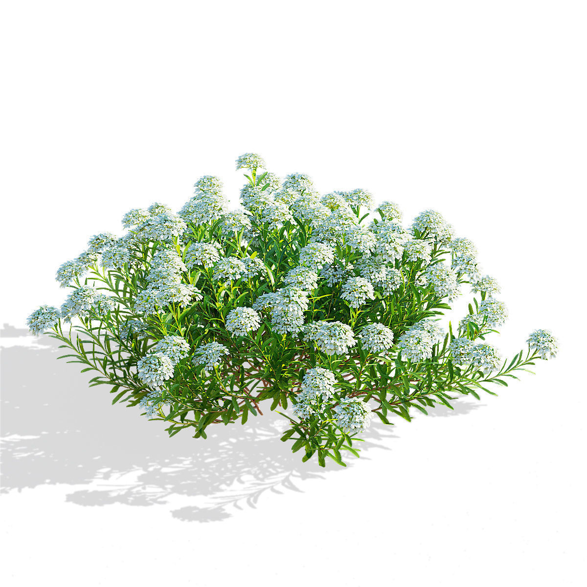 Iberis sempervirens flower 3D model_4