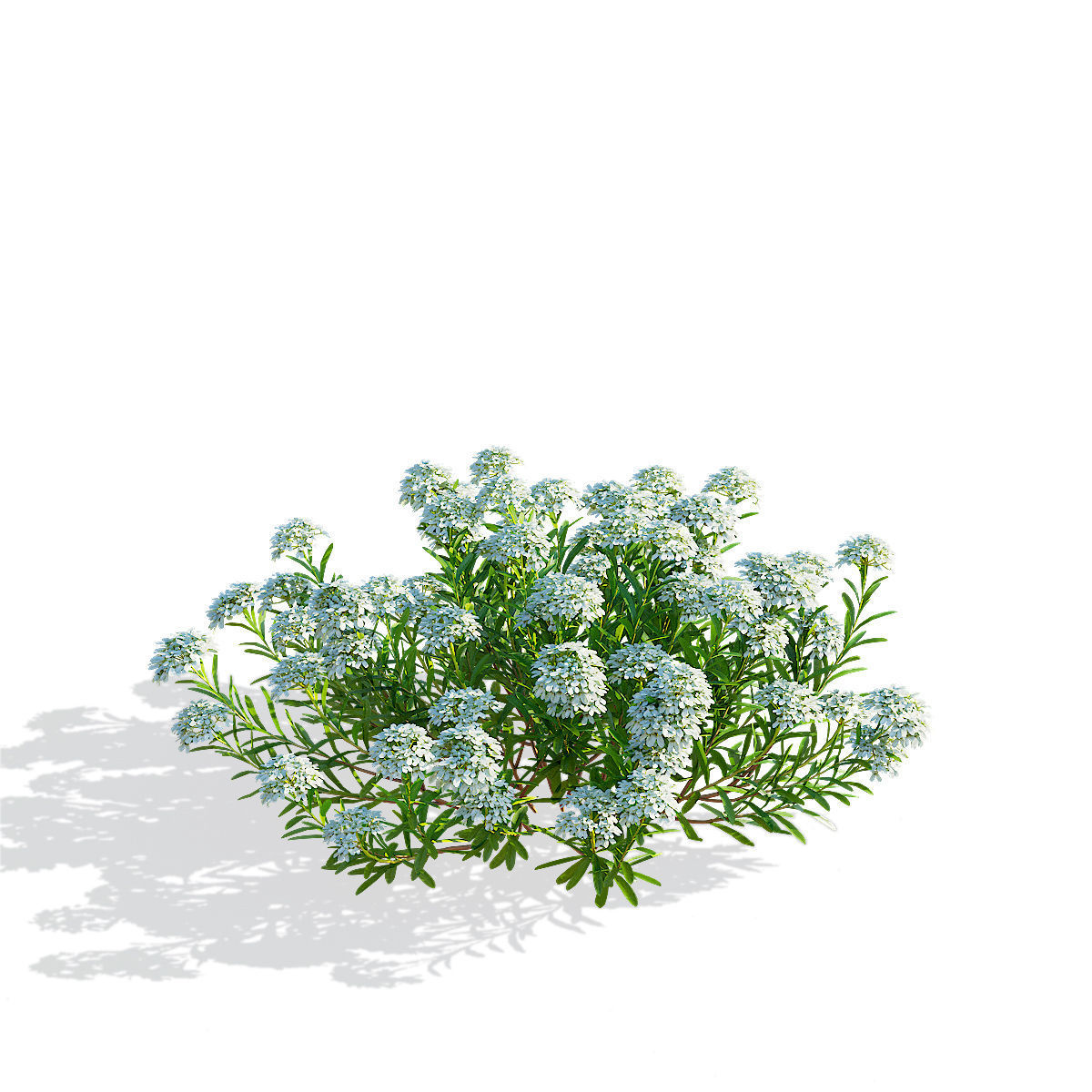 Iberis sempervirens flower 3D model_6