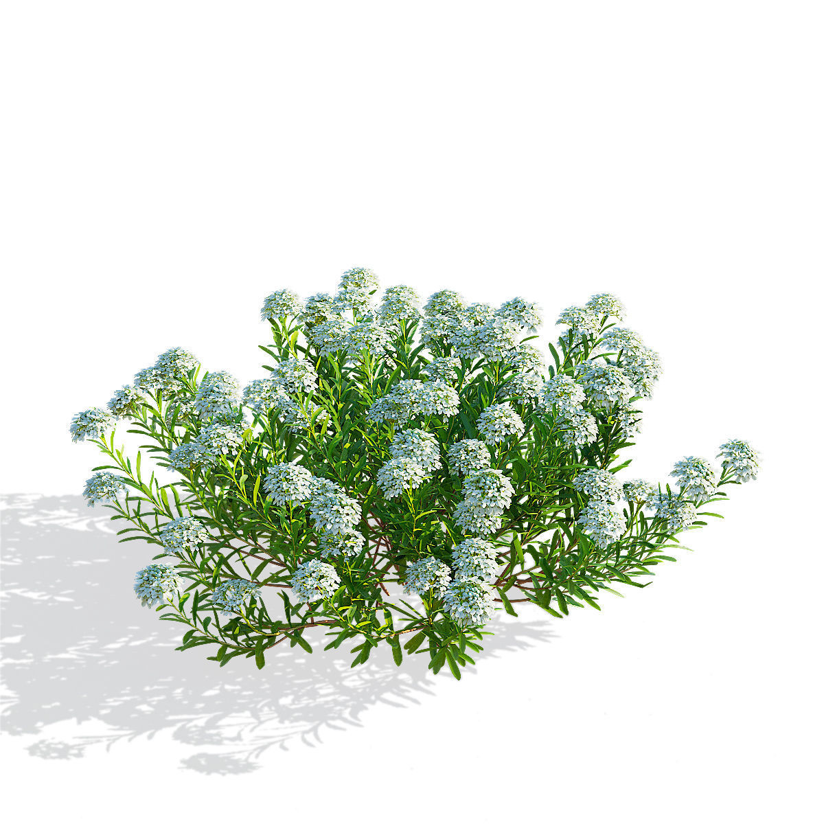 Iberis sempervirens flower 3D model_5