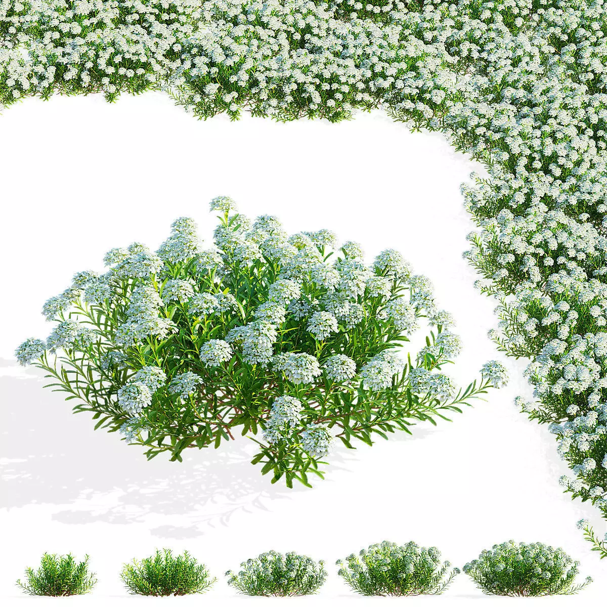 Iberis sempervirens flower 3D model_0