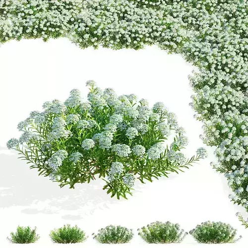 Iberis sempervirens flower 3D model