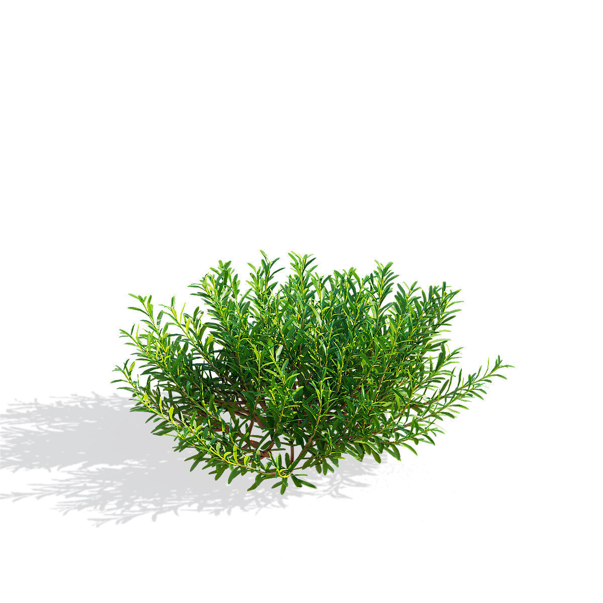 Iberis sempervirens flower 3D model_7