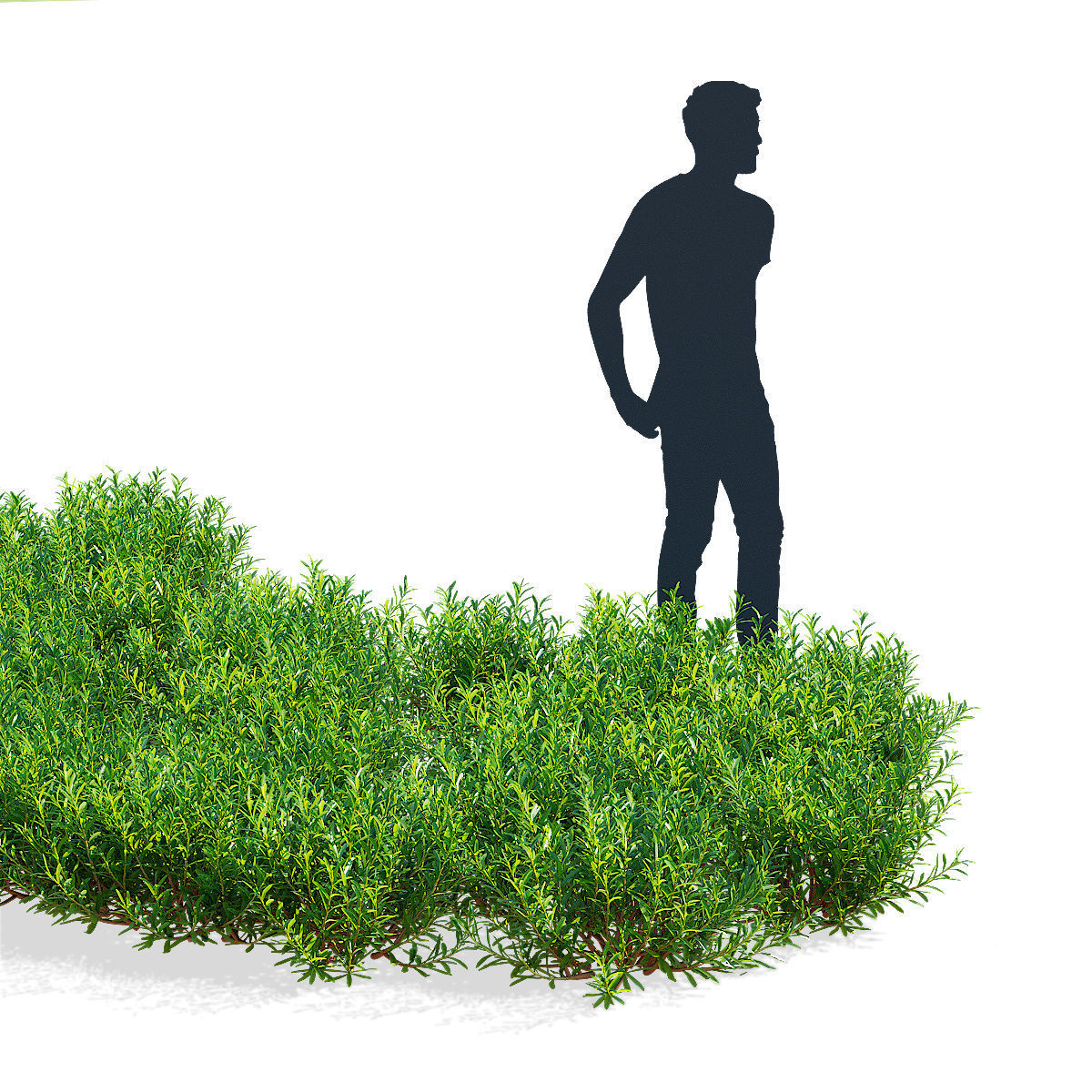 Iberis sempervirens flower 3D model_3