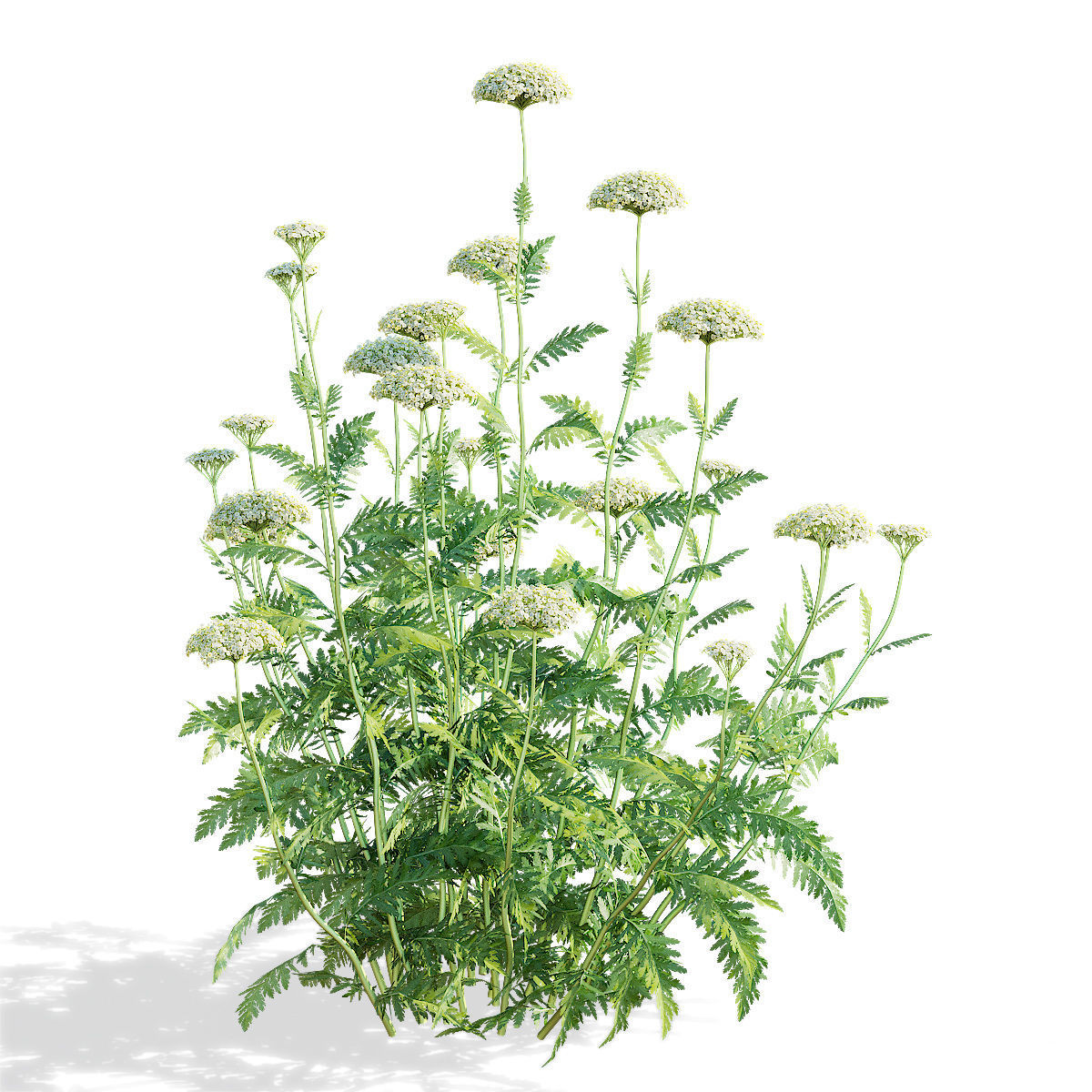 Achillea filipendulina flower 3D model_7