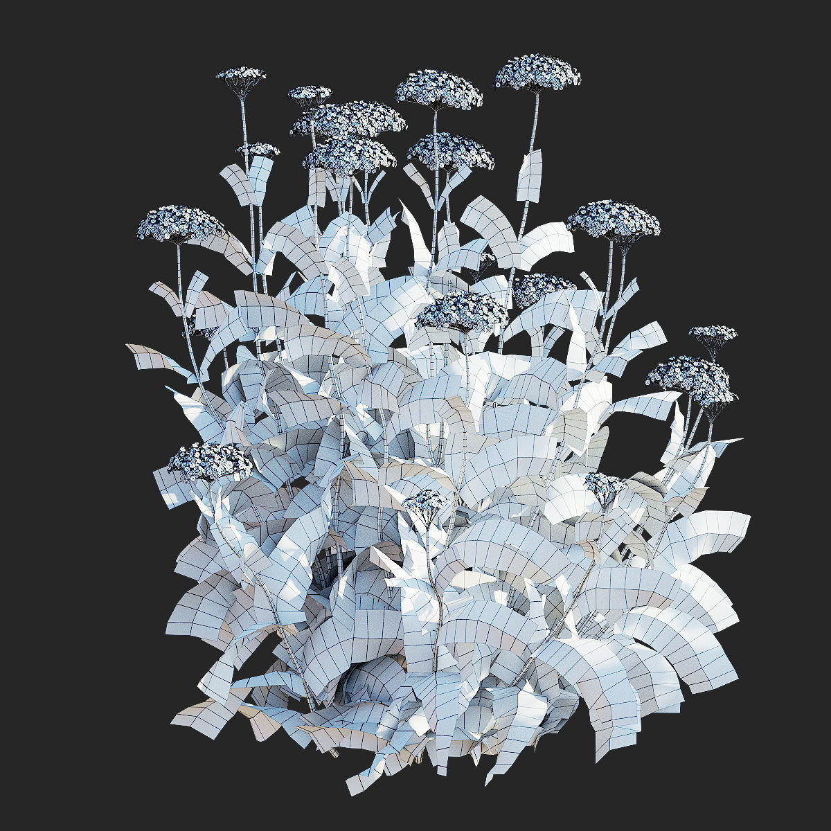 Achillea filipendulina flower 3D model_5