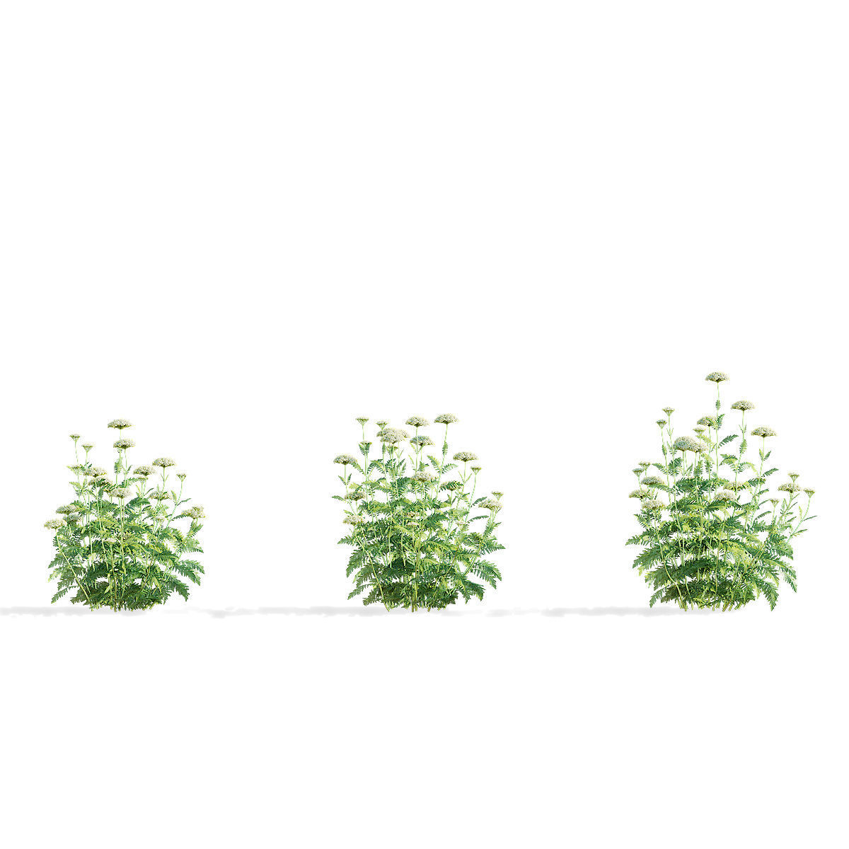 Achillea filipendulina flower 3D model_3