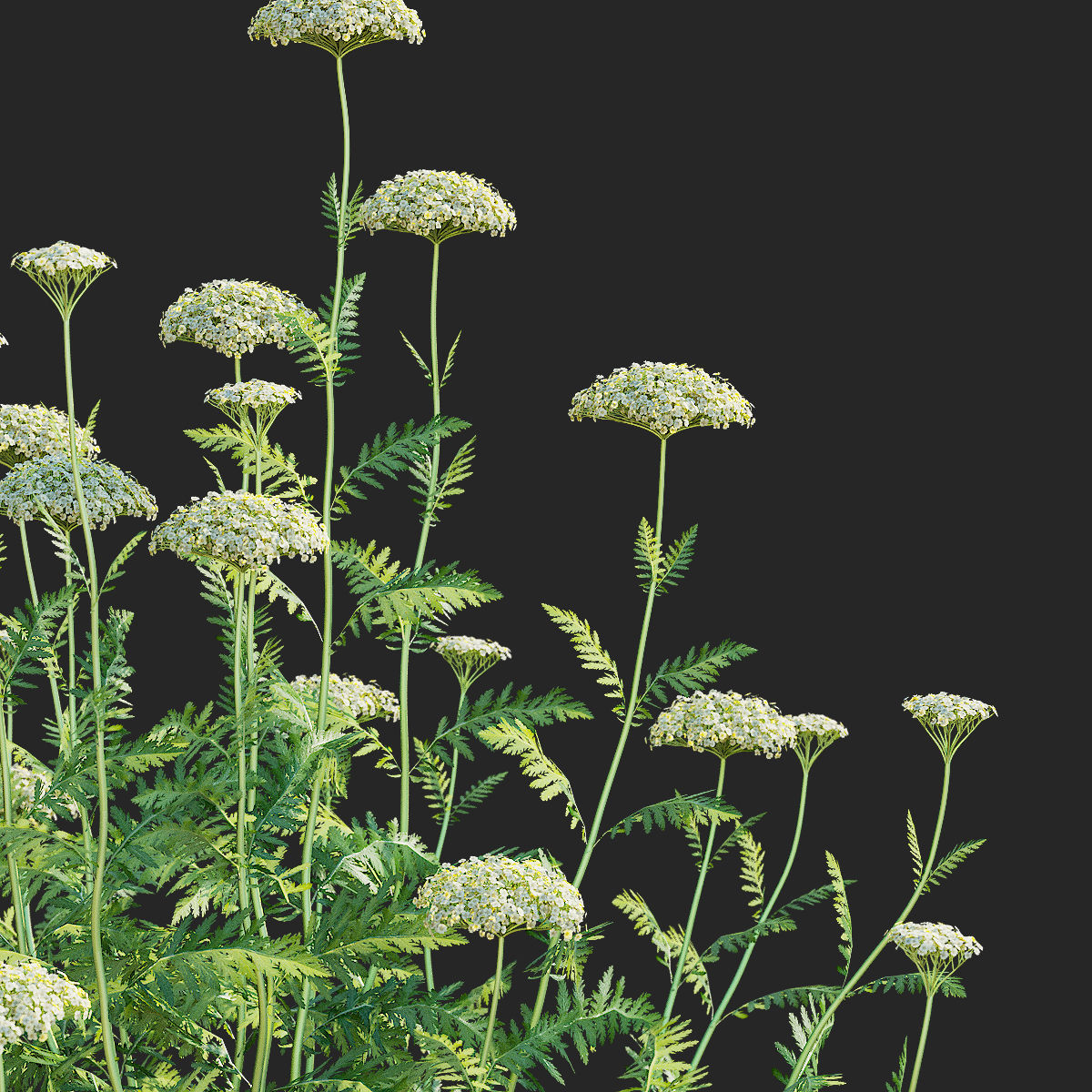 Achillea filipendulina flower 3D model_1