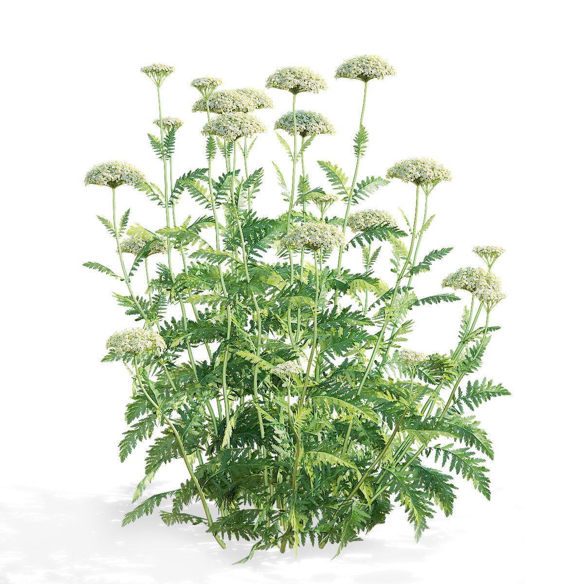 Achillea filipendulina flower 3D model_6