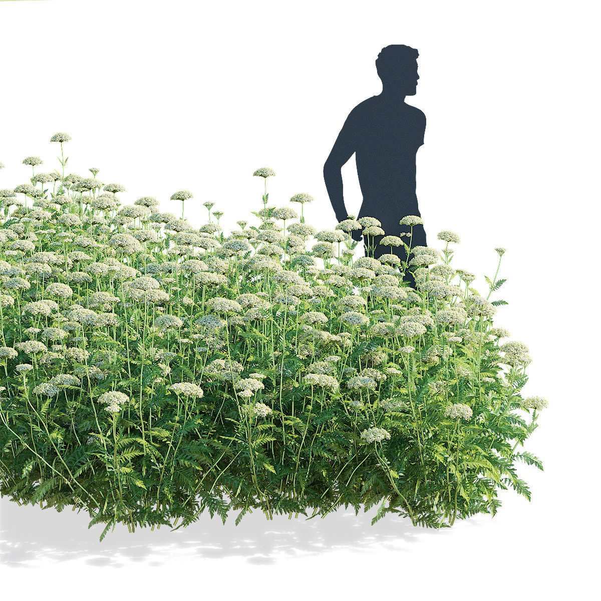 Achillea filipendulina flower 3D model_2